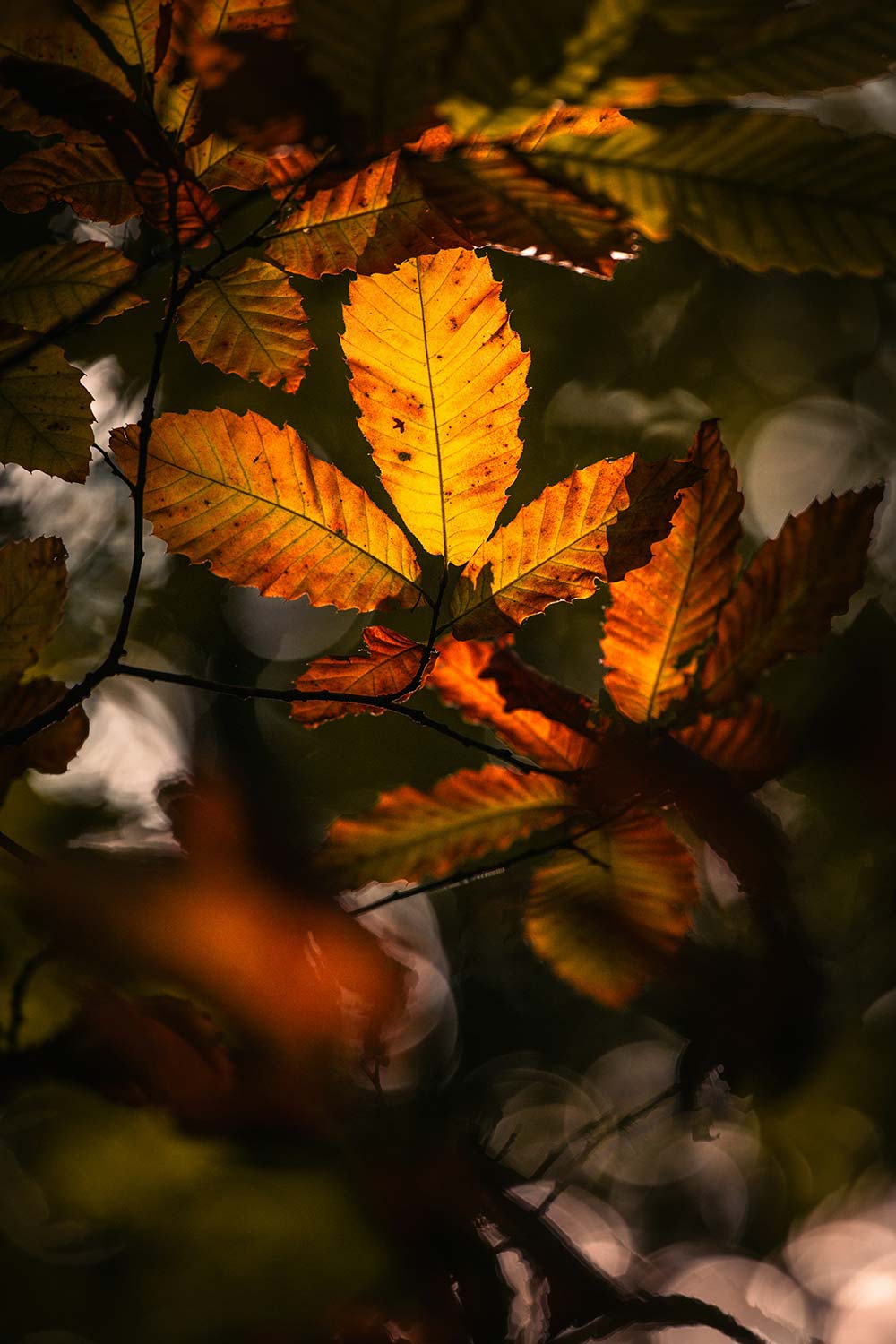 Sunlit autumn leaves in orange and yellow.