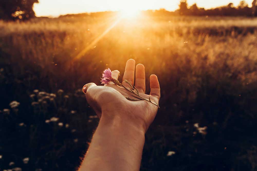 A hand gently holding a small purple flower in a field at sunset, symbolizing hope and renewal through EMDR therapy in Syracuse, NY.