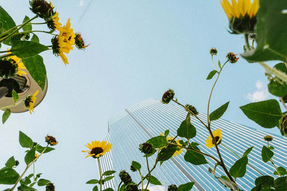 yellow flowers framing a skyscraper against a blue sky