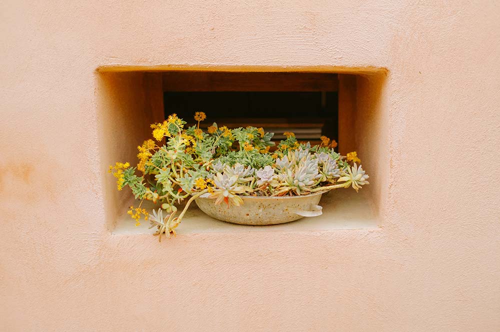 a potted plant with yellow flowers in a niche