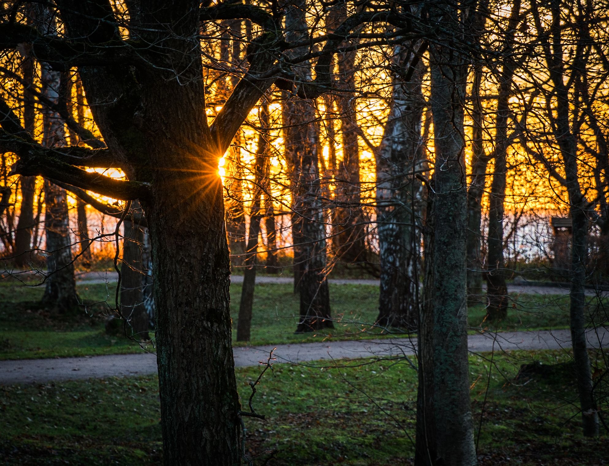 Golden sunburst peaking through bare tree trunks in a park during sunset.